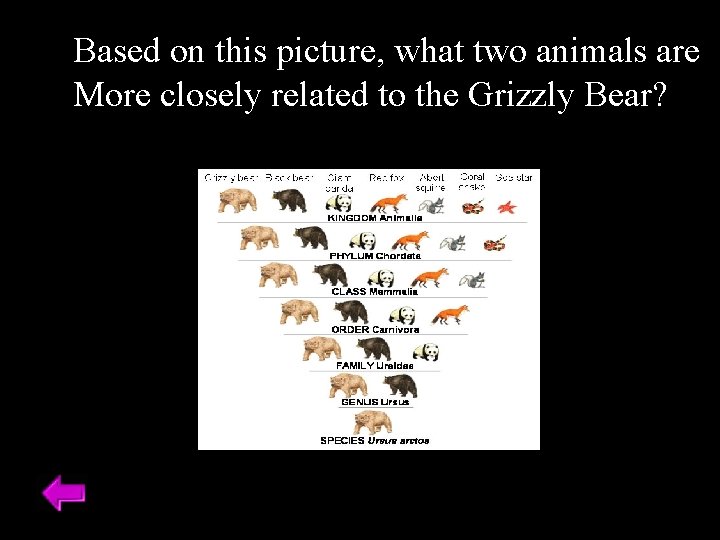 Based on this picture, what two animals are More closely related to the Grizzly