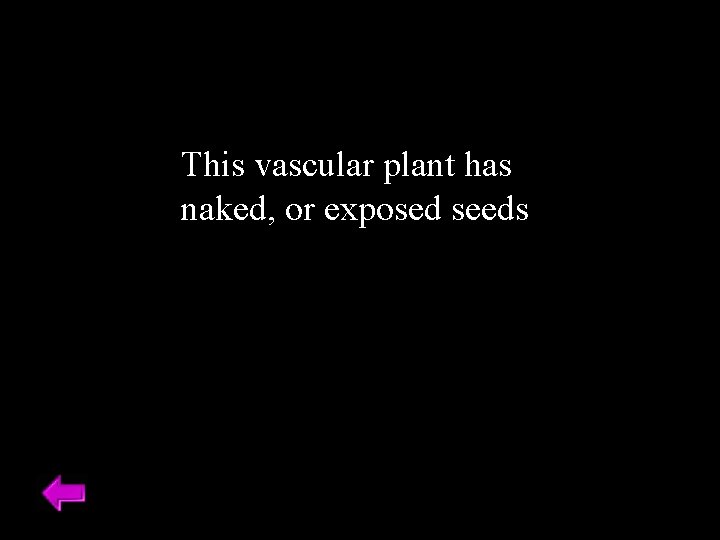 This vascular plant has naked, or exposed seeds 