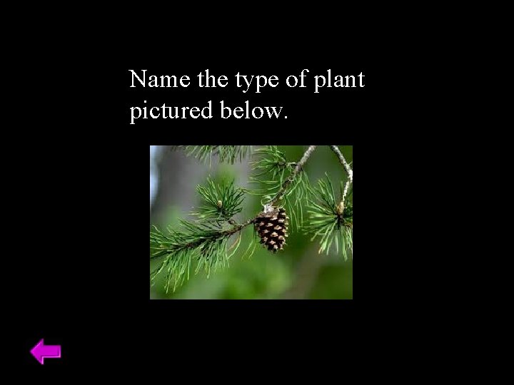 Name the type of plant pictured below. 