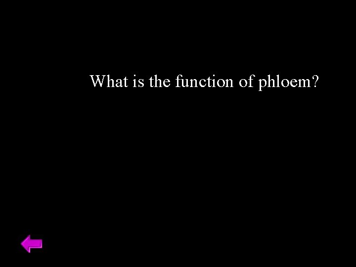 What is the function of phloem? 