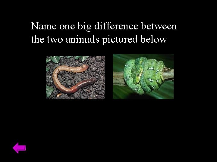 Name one big difference between the two animals pictured below 