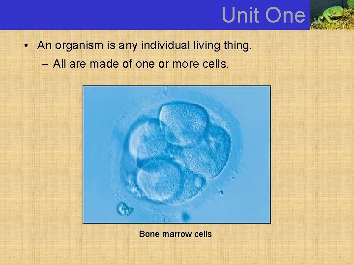 Unit One • An organism is any individual living thing. – All are made