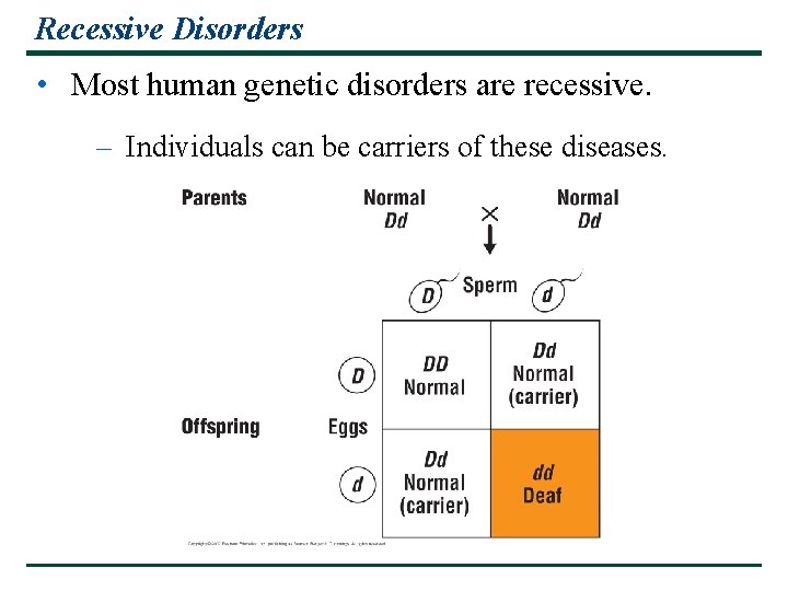 Recessive Disorders • Most human genetic disorders are recessive. – Individuals can be carriers Recessive Disorders • Most human genetic disorders are recessive. – Individuals can be carriers