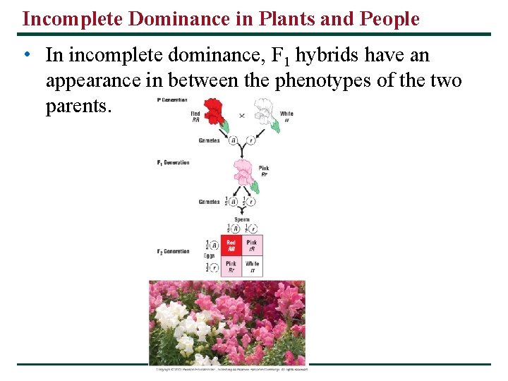 Incomplete Dominance in Plants and People • In incomplete dominance, F 1 hybrids have Incomplete Dominance in Plants and People • In incomplete dominance, F 1 hybrids have