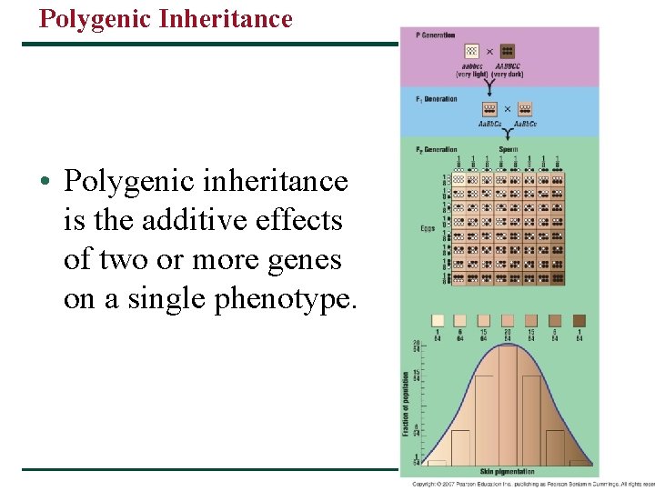 Polygenic Inheritance • Polygenic inheritance is the additive effects of two or more genes Polygenic Inheritance • Polygenic inheritance is the additive effects of two or more genes
