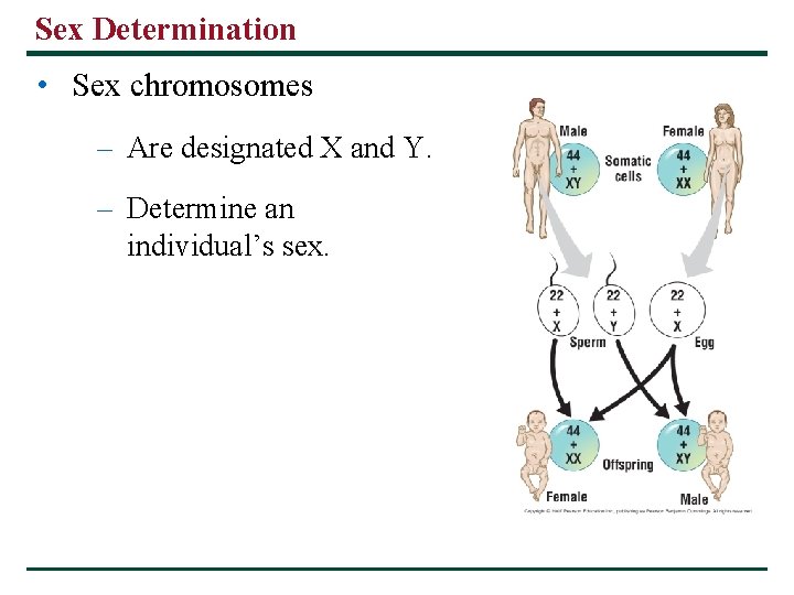Sex Determination • Sex chromosomes – Are designated X and Y. – Determine an Sex Determination • Sex chromosomes – Are designated X and Y. – Determine an