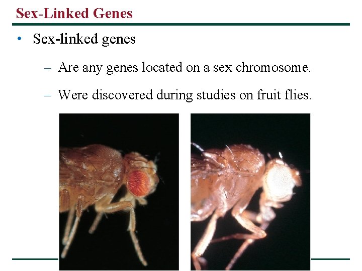 Sex-Linked Genes • Sex-linked genes – Are any genes located on a sex chromosome. Sex-Linked Genes • Sex-linked genes – Are any genes located on a sex chromosome.