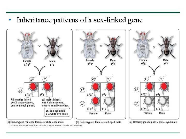 • Inheritance patterns of a sex-linked gene • Inheritance patterns of a sex-linked gene