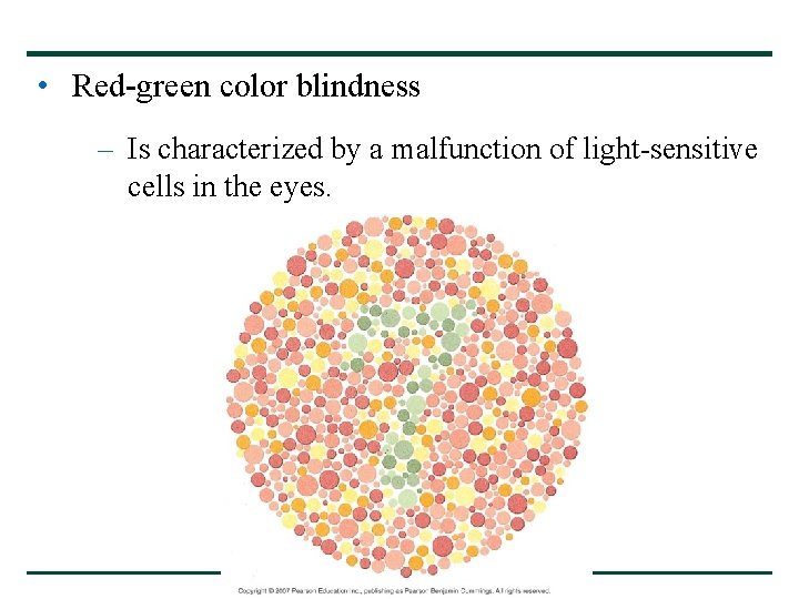• Red-green color blindness – Is characterized by a malfunction of light-sensitive cells • Red-green color blindness – Is characterized by a malfunction of light-sensitive cells