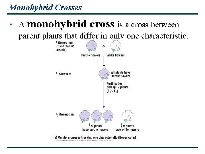 Monohybrid Crosses • A monohybrid cross is a cross between parent plants that differ Monohybrid Crosses • A monohybrid cross is a cross between parent plants that differ