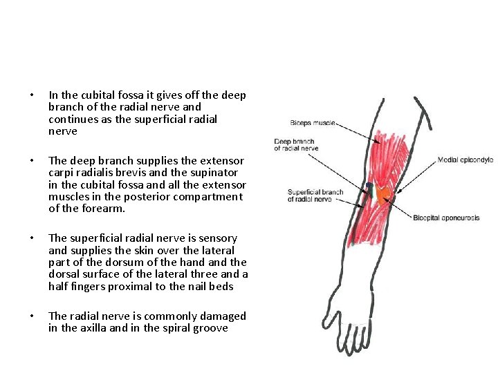  • In the cubital fossa it gives off the deep branch of the