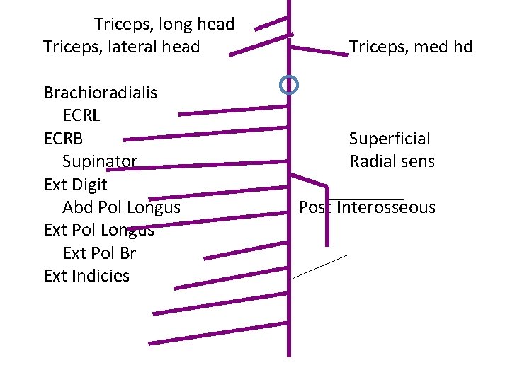 Triceps, long head Triceps, lateral head Brachioradialis ECRL ECRB Supinator Ext Digit Abd Pol