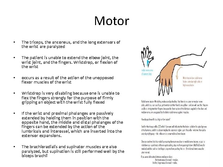 Motor • The triceps, the anconeus, and the long extensors of the wrist are