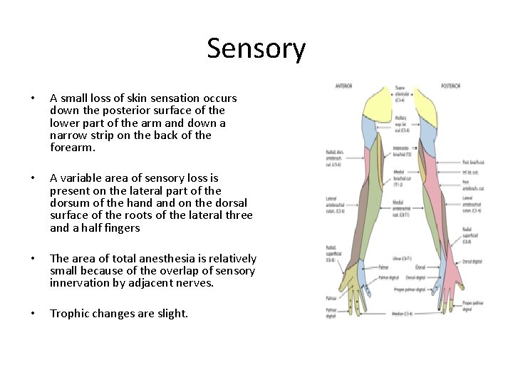 Sensory • A small loss of skin sensation occurs down the posterior surface of