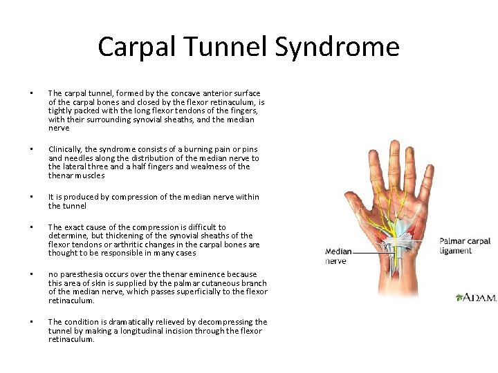 Carpal Tunnel Syndrome • The carpal tunnel, formed by the concave anterior surface of