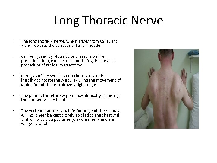 Long Thoracic Nerve • The long thoracic nerve, which arises from C 5, 6,