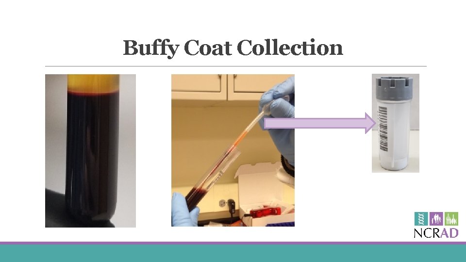 Buffy Coat Collection 