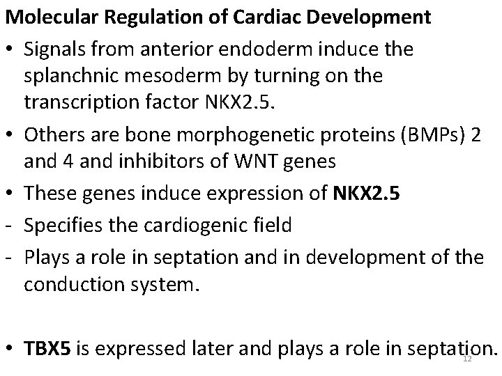 Molecular Regulation of Cardiac Development • Signals from anterior endoderm induce the splanchnic mesoderm