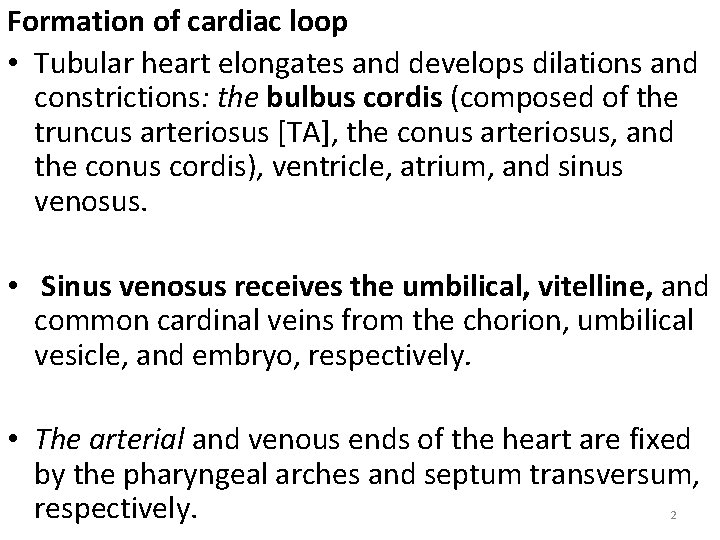 Formation of cardiac loop • Tubular heart elongates and develops dilations and constrictions: the