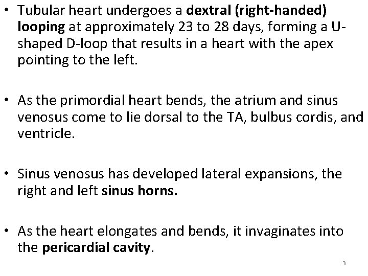  • Tubular heart undergoes a dextral (right-handed) looping at approximately 23 to 28