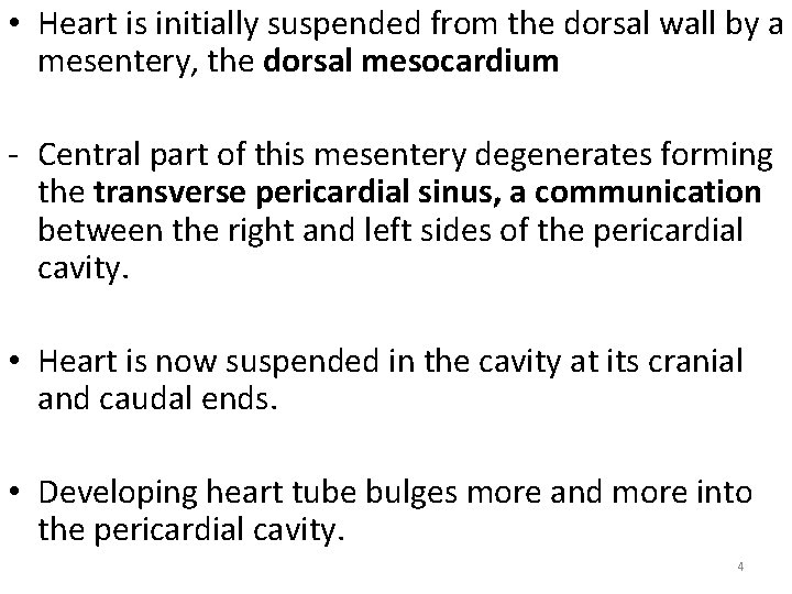  • Heart is initially suspended from the dorsal wall by a mesentery, the