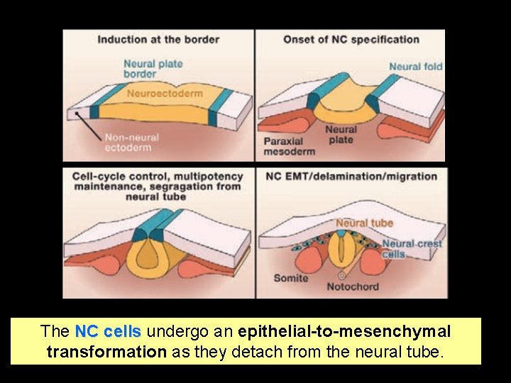The NC cells undergo an epithelial-to-mesenchymal transformation as they detach from the neural tube.