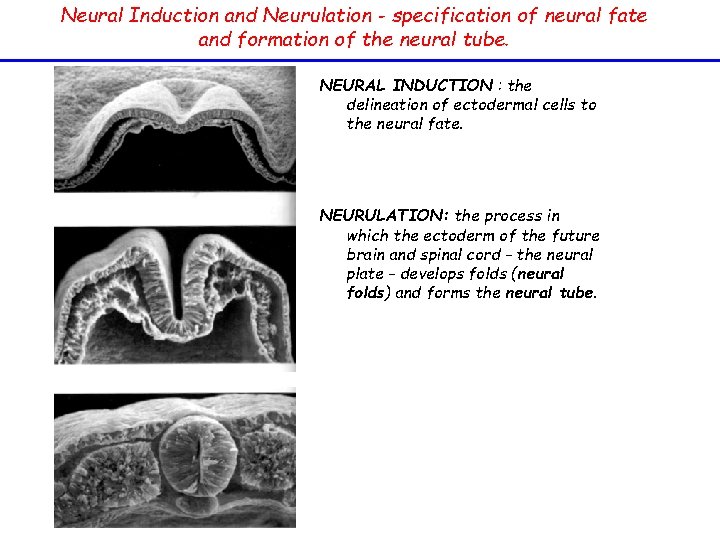 Neural Induction and Neurulation - specification of neural fate and formation of the neural