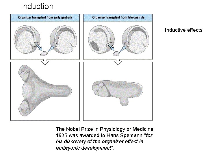 Induction Inductive effects The Nobel Prize in Physiology or Medicine 1935 was awarded to