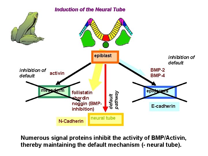 Induction of the Neural Tube epiblast BMP-2 BMP-4 follistatin chordin noggin (BMPinhibition) N-Cadherin default