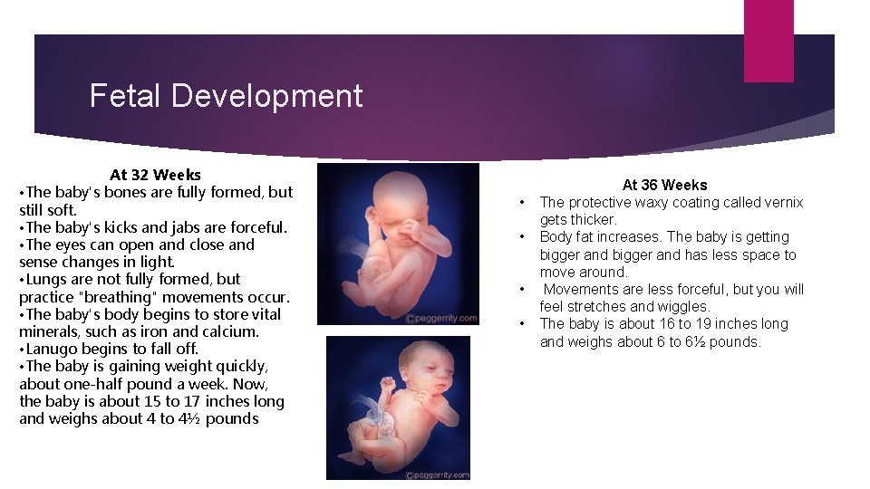 Fetal Development At 32 Weeks • The baby's bones are fully formed, but still