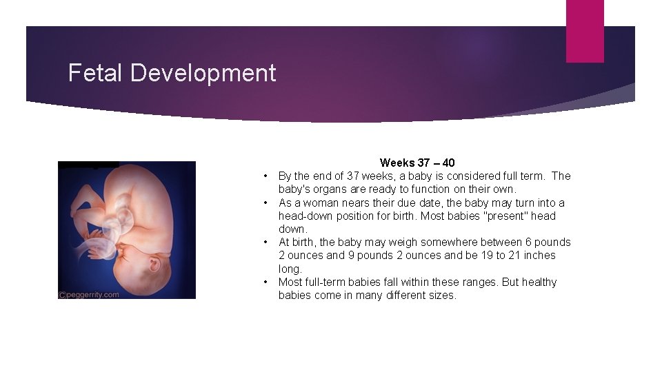Fetal Development • • Weeks 37 – 40 By the end of 37 weeks,