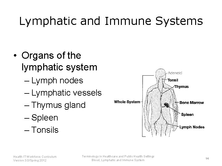 Lymphatic and Immune Systems • Organs of the lymphatic system – Lymph nodes –