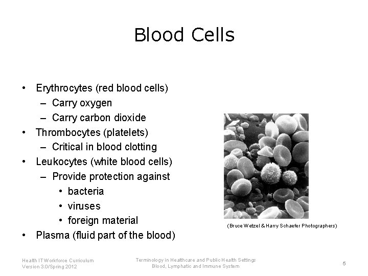 Blood Cells • Erythrocytes (red blood cells) – Carry oxygen – Carry carbon dioxide