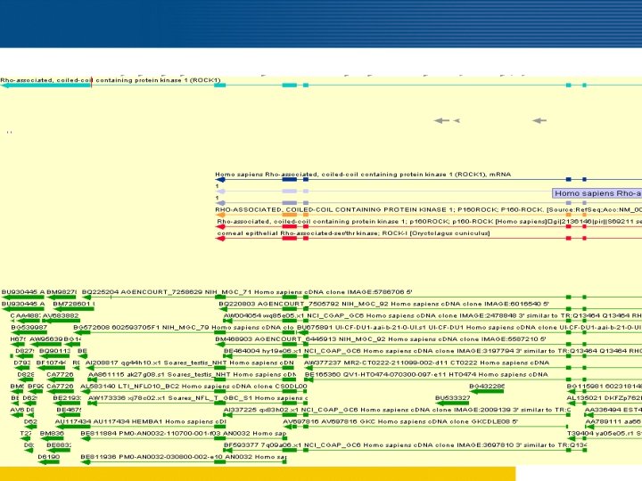 Complete 3 end as compared to Refseq m. RNA and ENSEMBL gene 