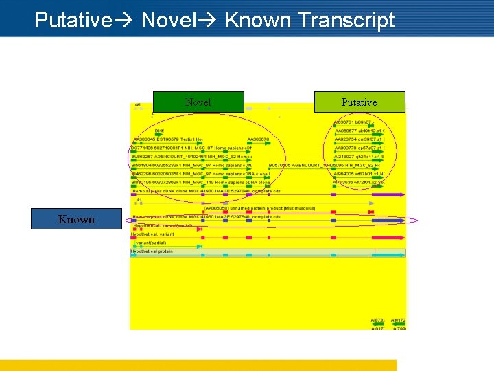 Putative Novel Known Transcript Novel Known Putative 