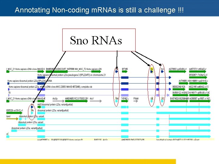 Annotating Non-coding m. RNAs is still a challenge !!! Sno RNAs 