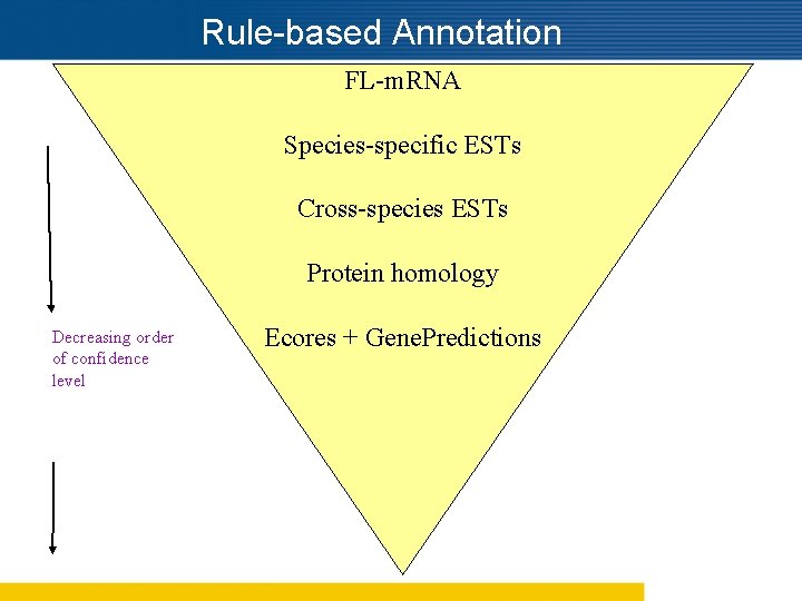 Rule-based Annotation FL-m. RNA Species-specific ESTs Cross-species ESTs Protein homology Decreasing order of confidence