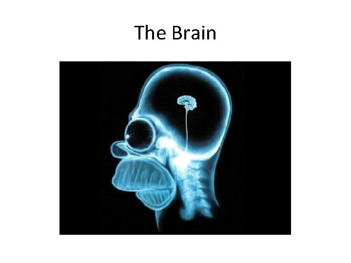 The Brain 