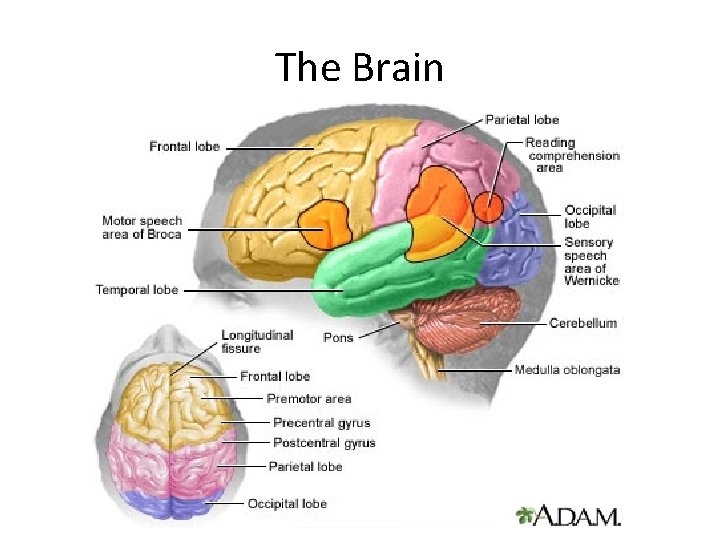 The Brain 