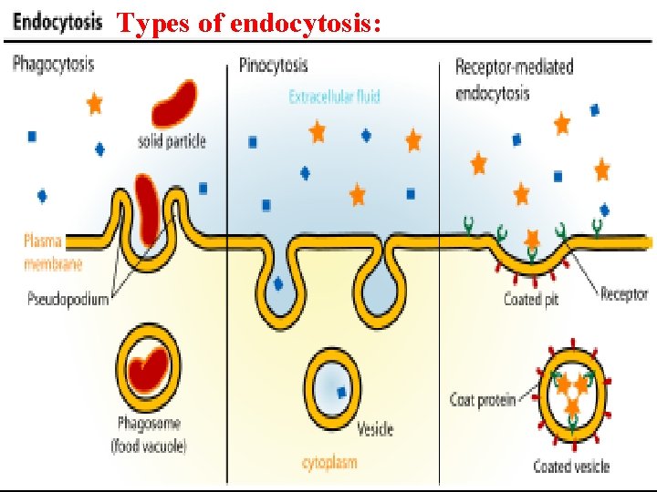 Types of endocytosis: 