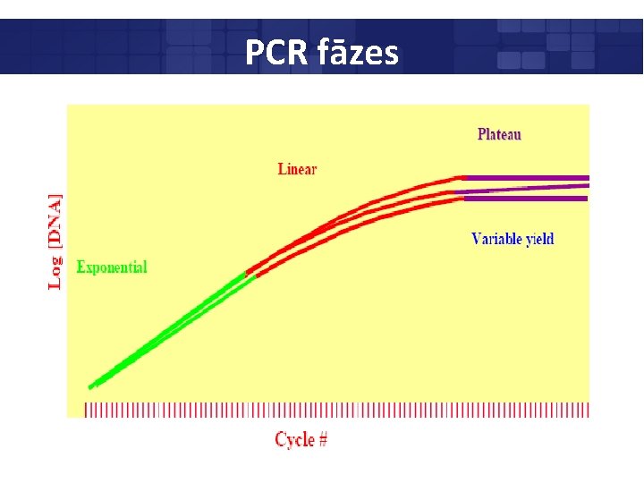PCR fāzes 