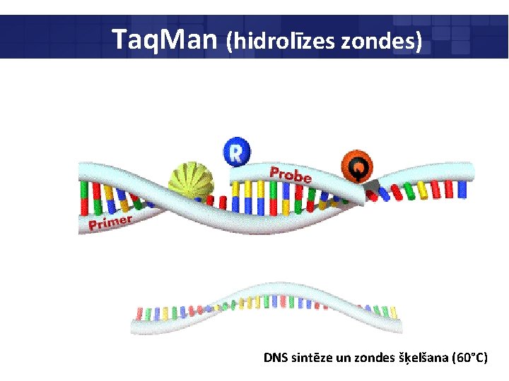 Taq. Man (hidrolīzes zondes) DNS sintēze un zondes šķelšana (60°C) 