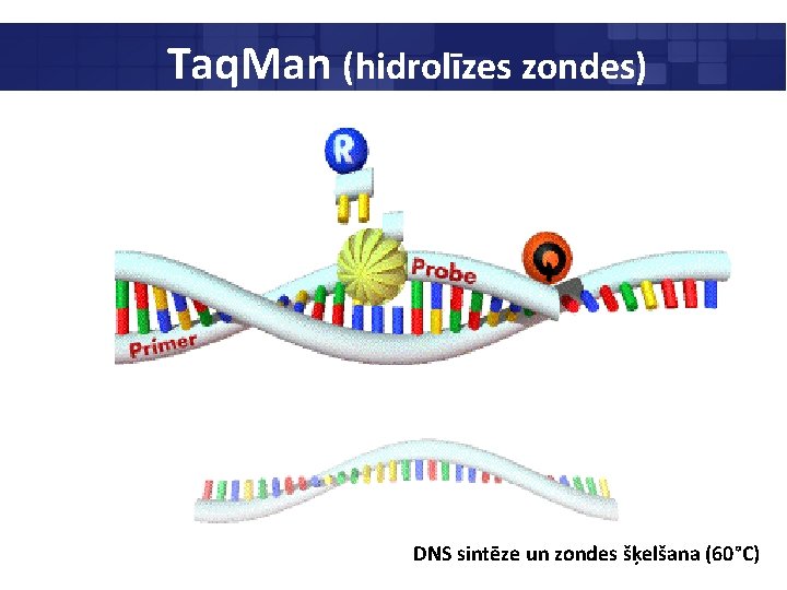 Taq. Man (hidrolīzes zondes) DNS sintēze un zondes šķelšana (60°C) 