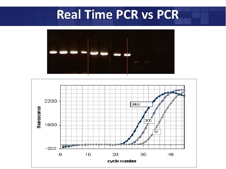 Real Time PCR vs PCR 