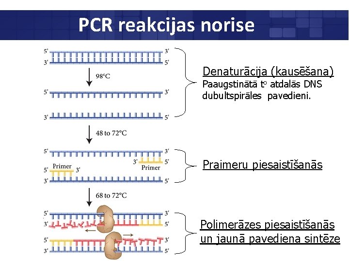 PCR reakcijas norise Denaturācija (kausēšana) Paaugstinātā to atdalās DNS dubultspirāles pavedieni. Praimeru piesaistīšanās Polimerāzes