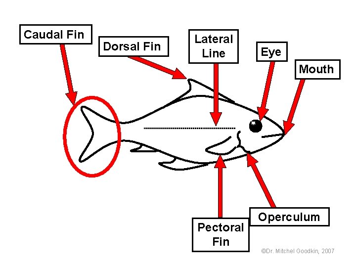 Caudal Fin Dorsal Fin Lateral Line Eye Mouth Pectoral Fin Operculum ©Dr. Mitchel Goodkin,