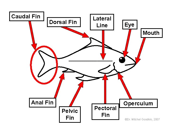Caudal Fin Dorsal Fin Lateral Line Eye Mouth Anal Fin Pelvic Fin Pectoral Fin