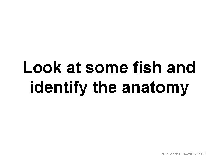 Look at some fish and identify the anatomy ©Dr. Mitchel Goodkin, 2007 