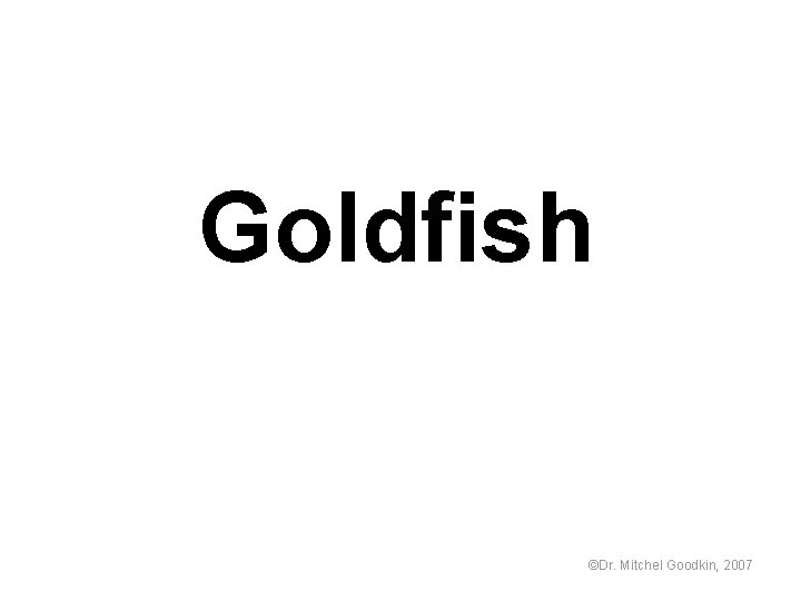 Goldfish ©Dr. Mitchel Goodkin, 2007 