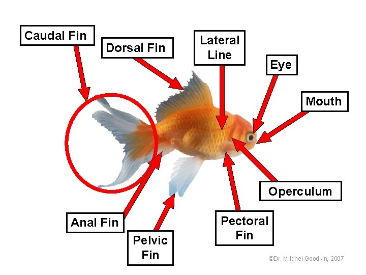 Caudal Fin Dorsal Fin Lateral Line Eye Mouth Operculum Anal Fin Pelvic Fin Pectoral